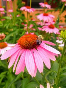A bee collects pollen on a purple cone flower